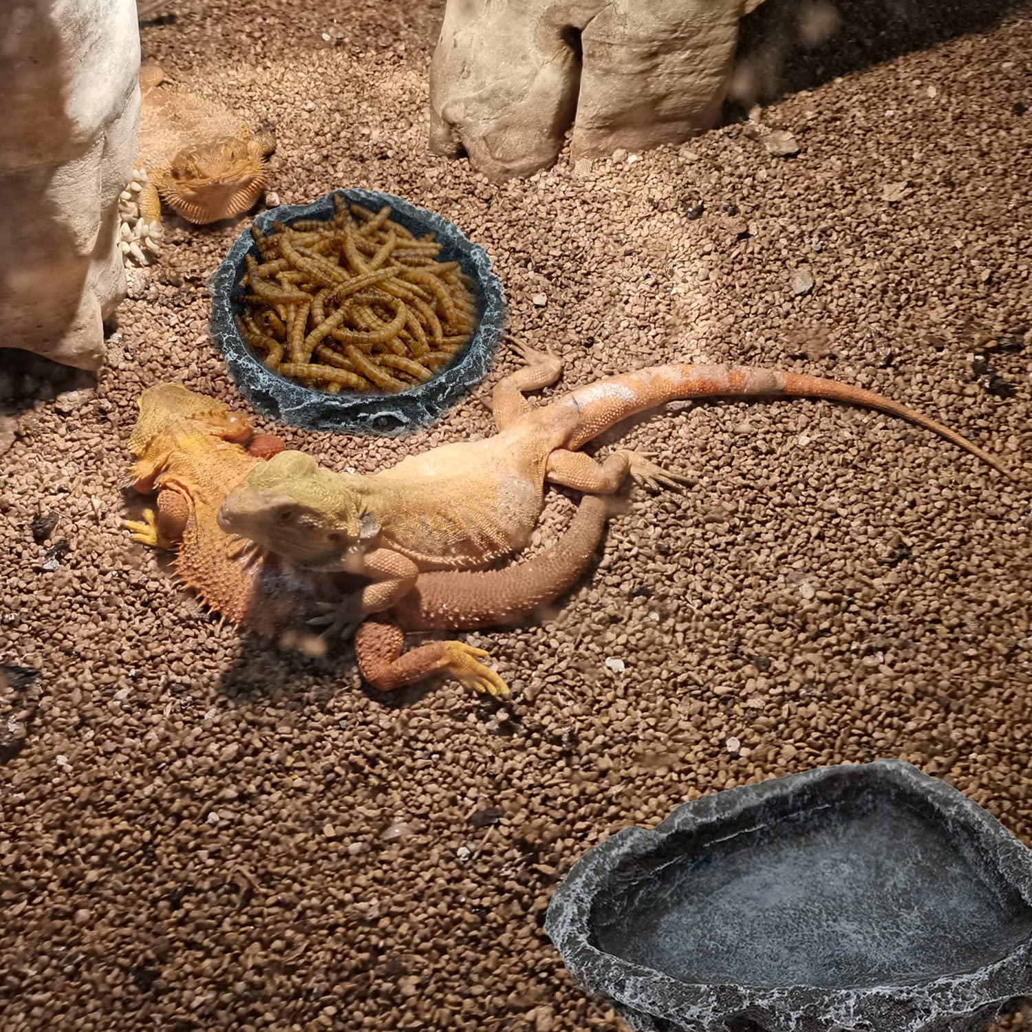 1/2팩 파충류 먹이 그릇 코너형, 파충류 물그릇, 먹 - Water Dish Reptile 리뷰 및 가격